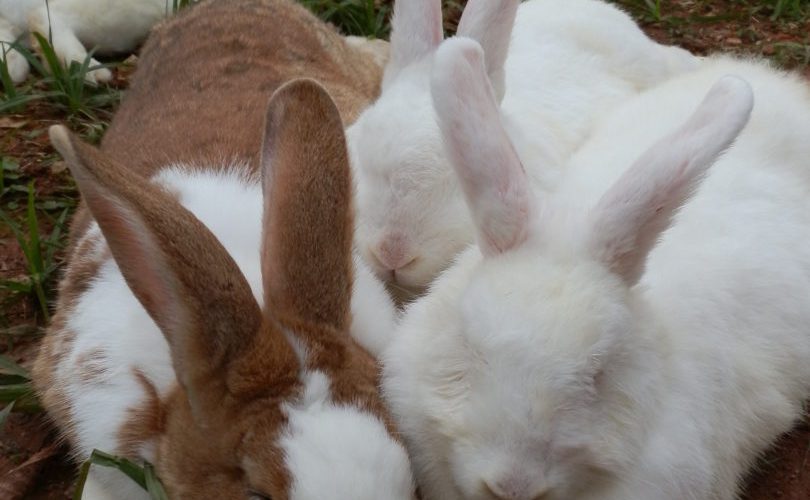  Adoção: Projeto resgata coelhos mal cuidados em Santa Catarina