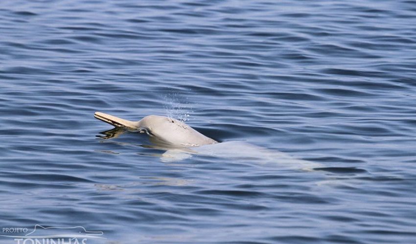  Projeto mantém esperança da não extinção de golfinhos na Baía da Babitonga