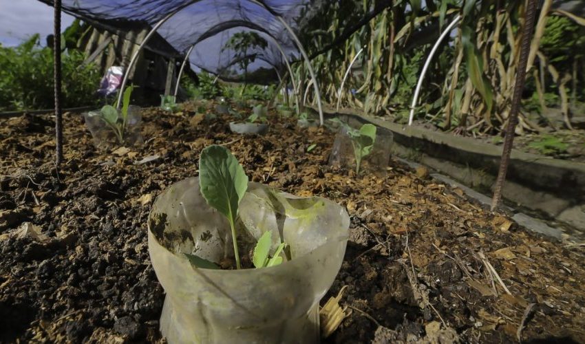 Nova lei auxilia produtores orgânicos de Santa Catarina