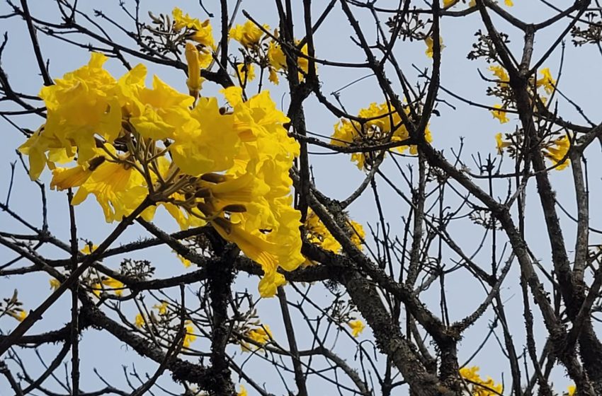  Primavera chega ao Brasil em meio às queimadas