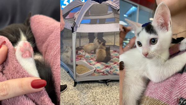 Feira de adoção de gatos acontece neste sábado no Shopping Mueller