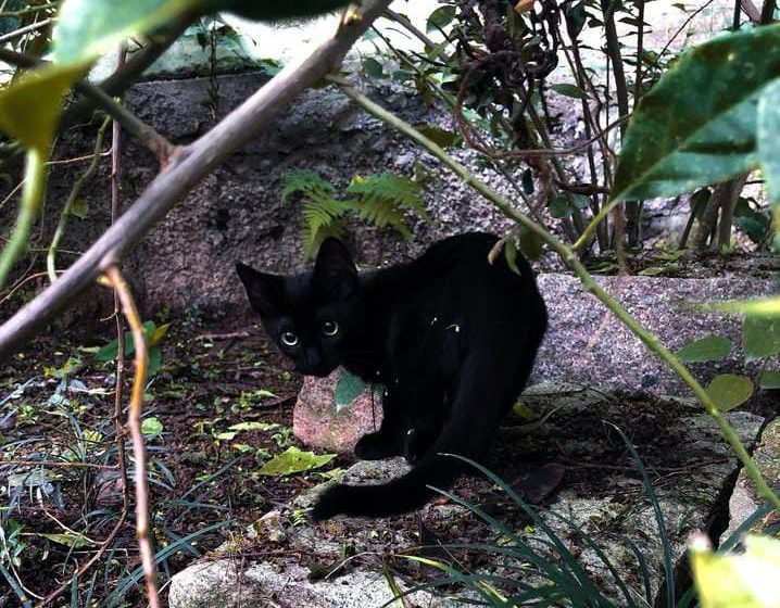  Como os animais transformam a vida de seus tutores