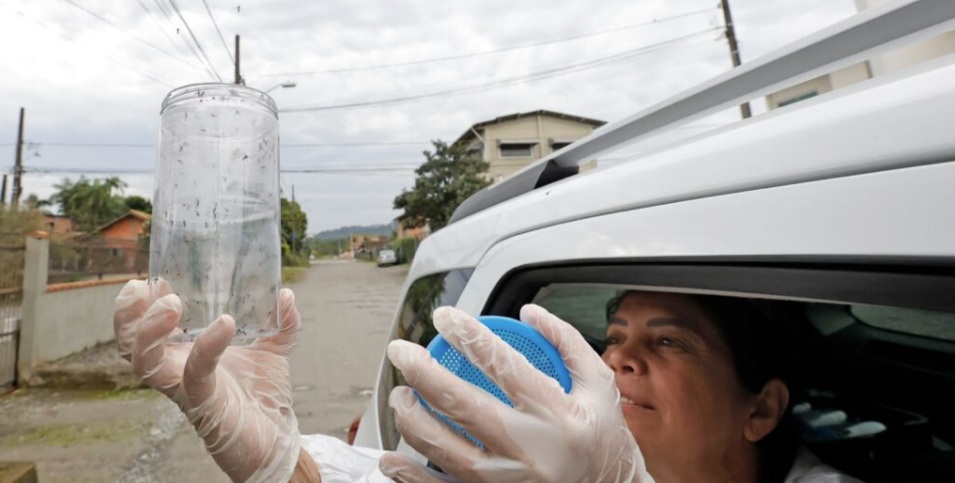 Método Wolbachia sendo distribuído nos primeiros bairros em Joinville